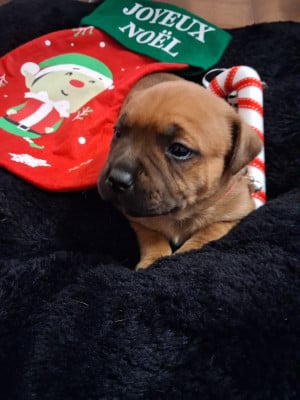 Les chiots de Staffordshire Bull Terrier