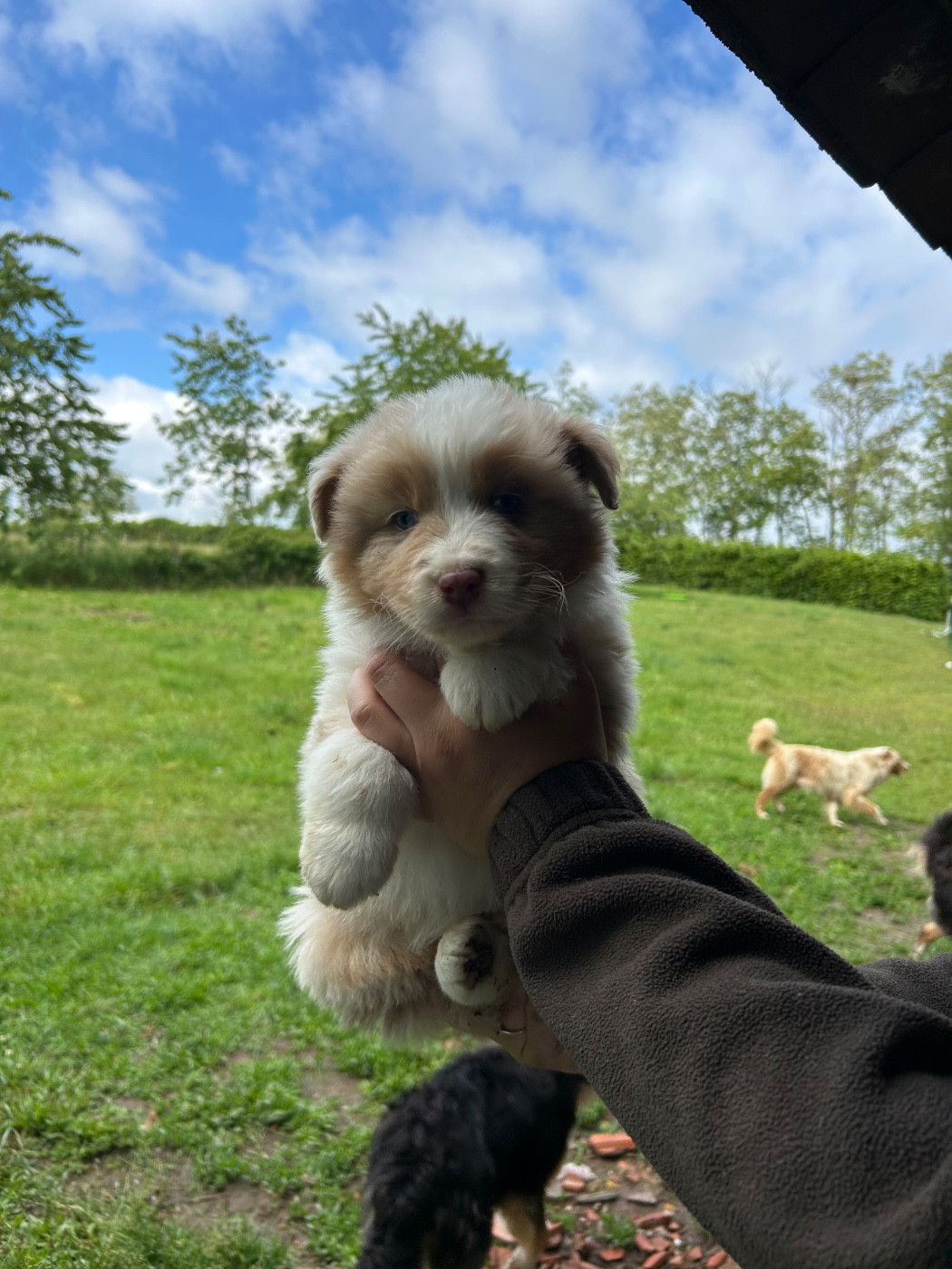 Baloo - Berger Australien