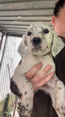 Les chiots de Setter Anglais