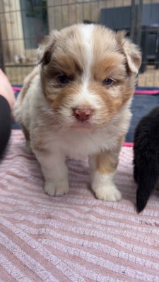 Les chiots de Berger Australien
