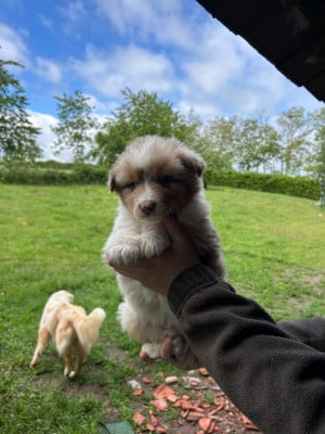 Les chiots de Berger Australien