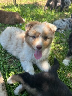Les chiots de Berger Australien
