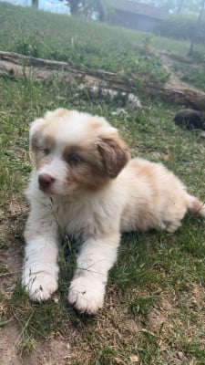 Les chiots de Berger Australien