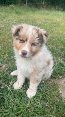 Les chiots de Berger Australien