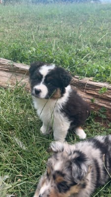 Les chiots de Berger Australien