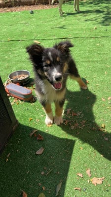 Les chiots de Berger Australien