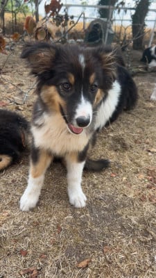 Les chiots de Berger Australien