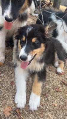 Les chiots de Berger Australien