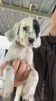 Les chiots de Setter Anglais