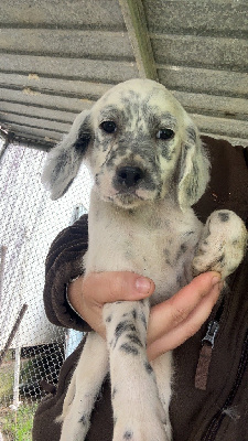 Les chiots de Setter Anglais