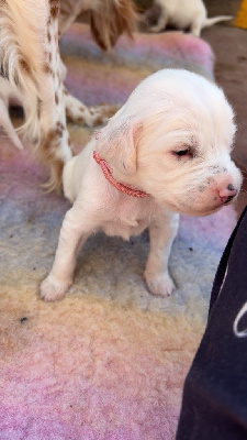 Les chiots de Setter Anglais