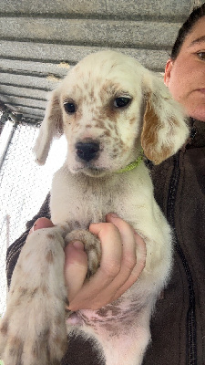 Les chiots de Setter Anglais