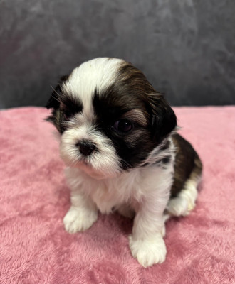 Les chiots de Shih Tzu