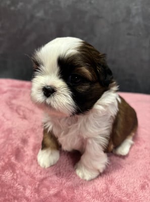 Les chiots de Shih Tzu