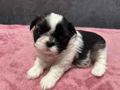 Les chiots de Shih Tzu