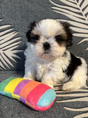 Les chiots de Shih Tzu