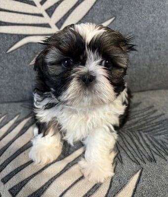 Les chiots de Shih Tzu