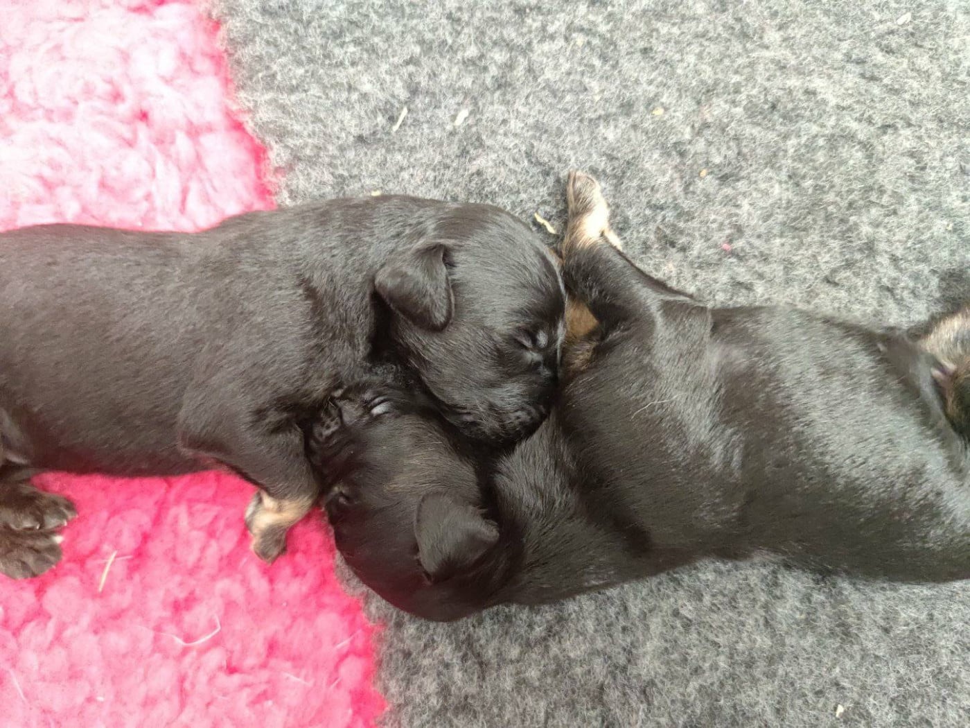 Levrier afghan - Des Korrigans De L'Elorn