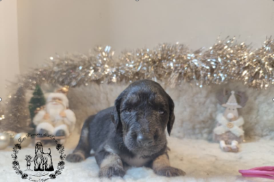 Les chiots de Levrier afghan