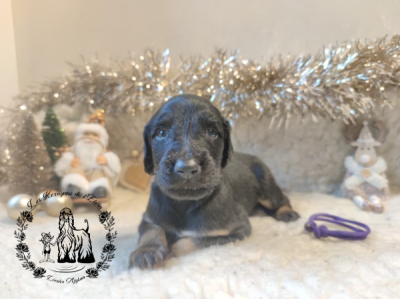 Les chiots de Levrier afghan