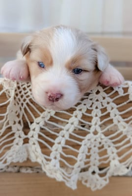 Les chiots de Berger Australien