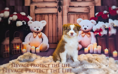 Les chiots de Berger Australien