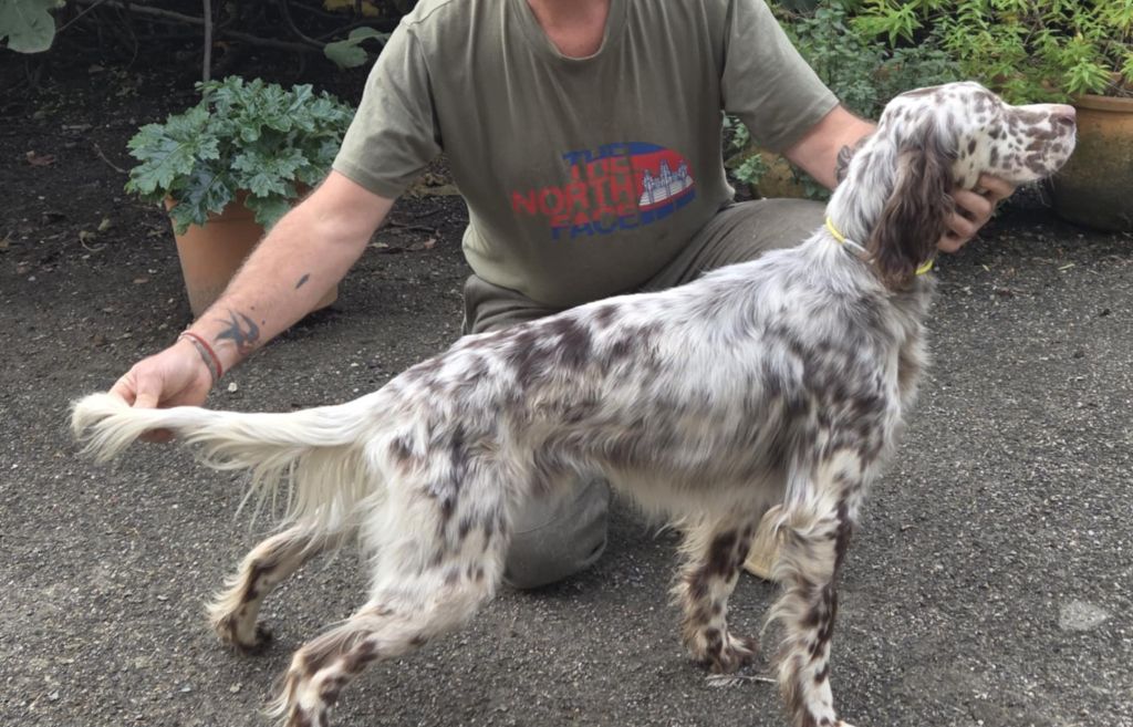 Ulman Du Trefle Bleu