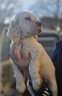 Les chiots de Setter Anglais