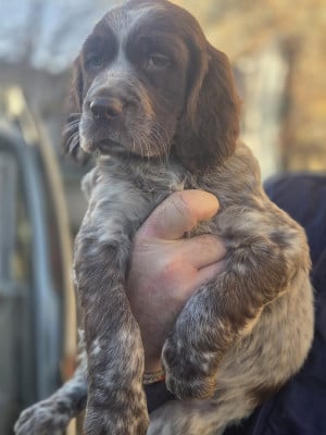 Les chiots de Setter Anglais
