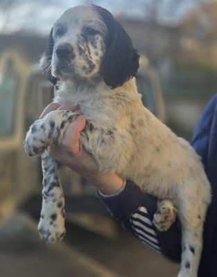 Les chiots de Setter Anglais