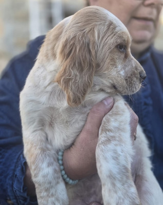 Les chiots de Setter Anglais