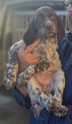 Les chiots de Setter Anglais