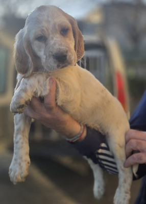 Les chiots de Setter Anglais