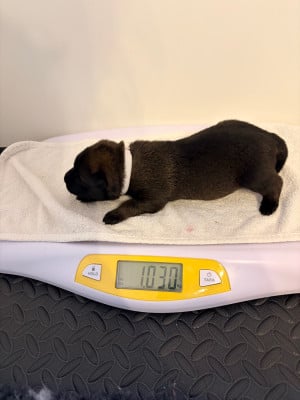 Les chiots de Berger Belge