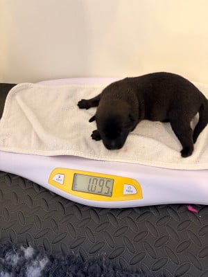 Les chiots de Berger Belge