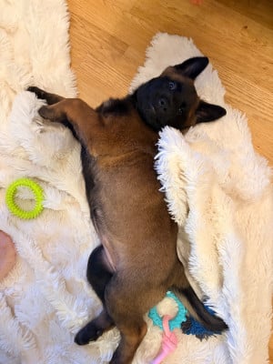 Les chiots de Berger Belge