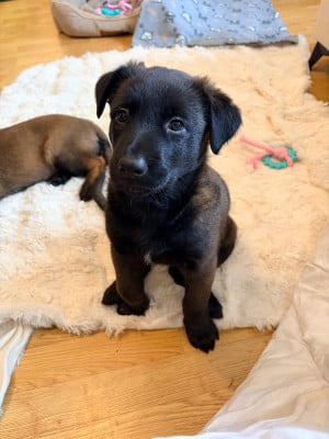 Les chiots de Berger Belge