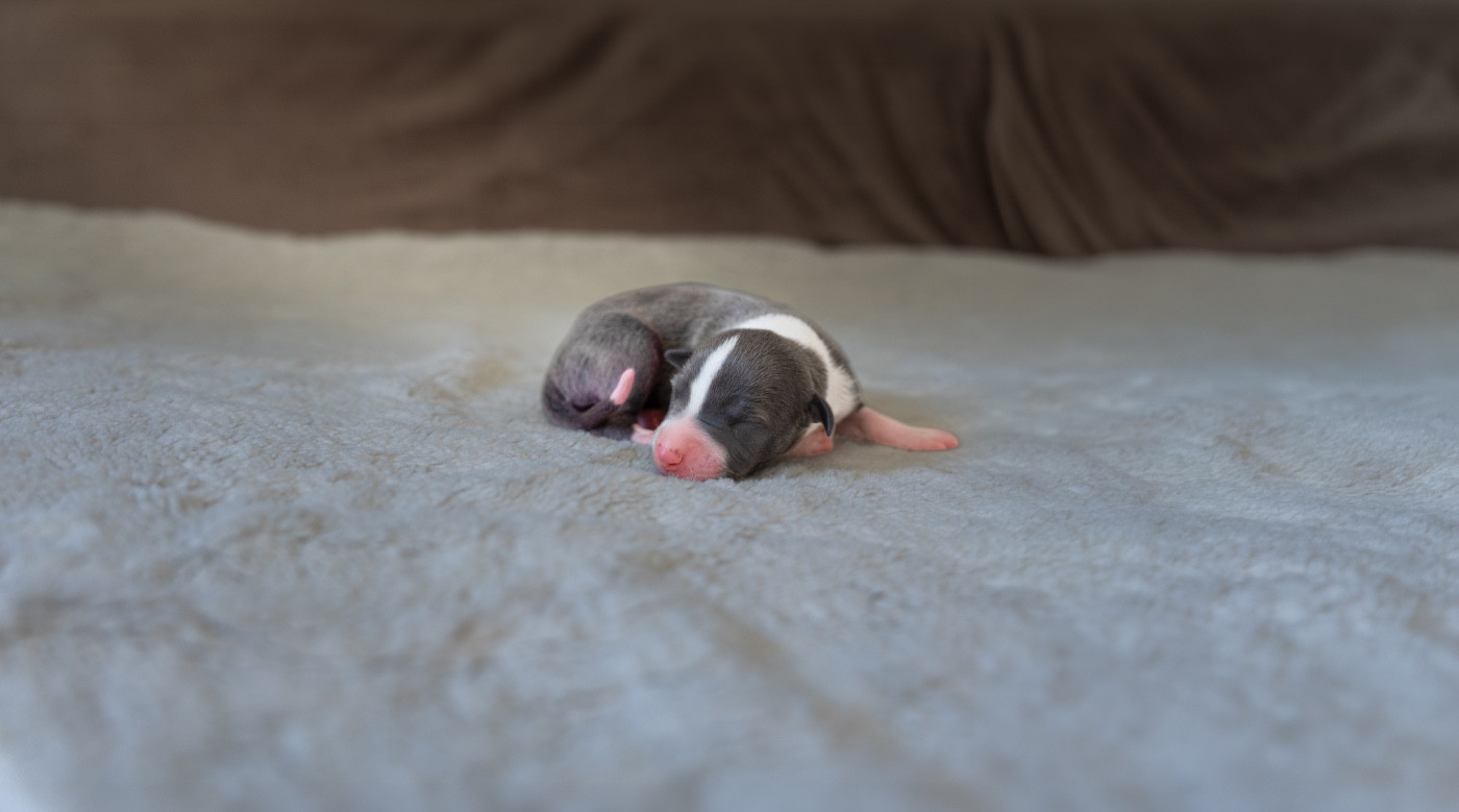 CHIOT 7 - Whippet