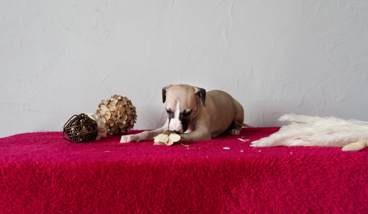 CHIOT 2 - Whippet