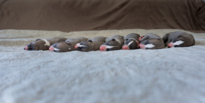 Les chiots de Whippet
