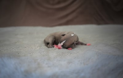 Les chiots de Whippet