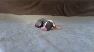 Les chiots de Whippet