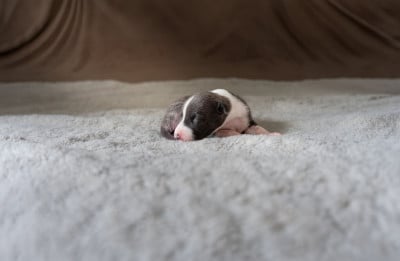 Les chiots de Whippet