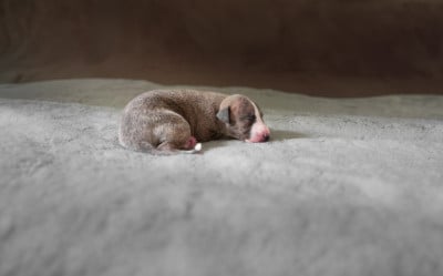 Les chiots de Whippet