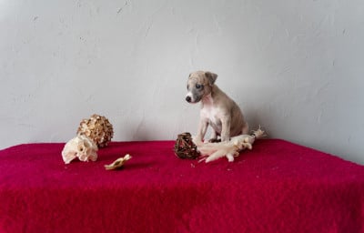 CHIOT 4 - Whippet