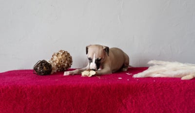 CHIOT 2 - Whippet
