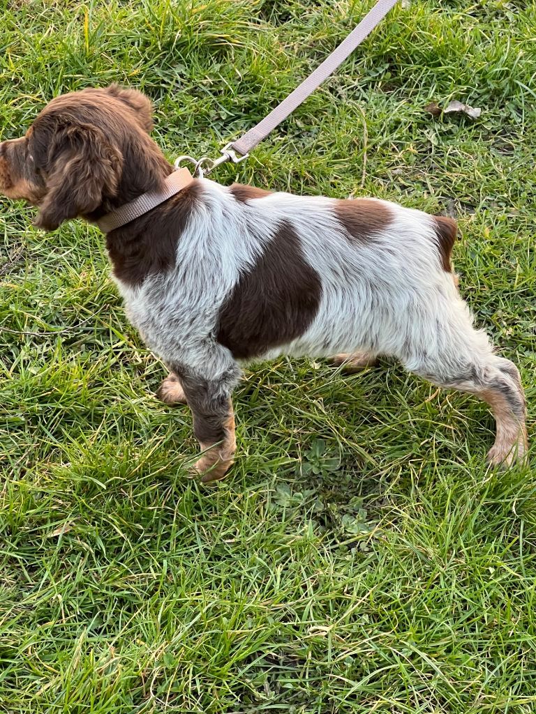 Aika Des Joyaux Miniers