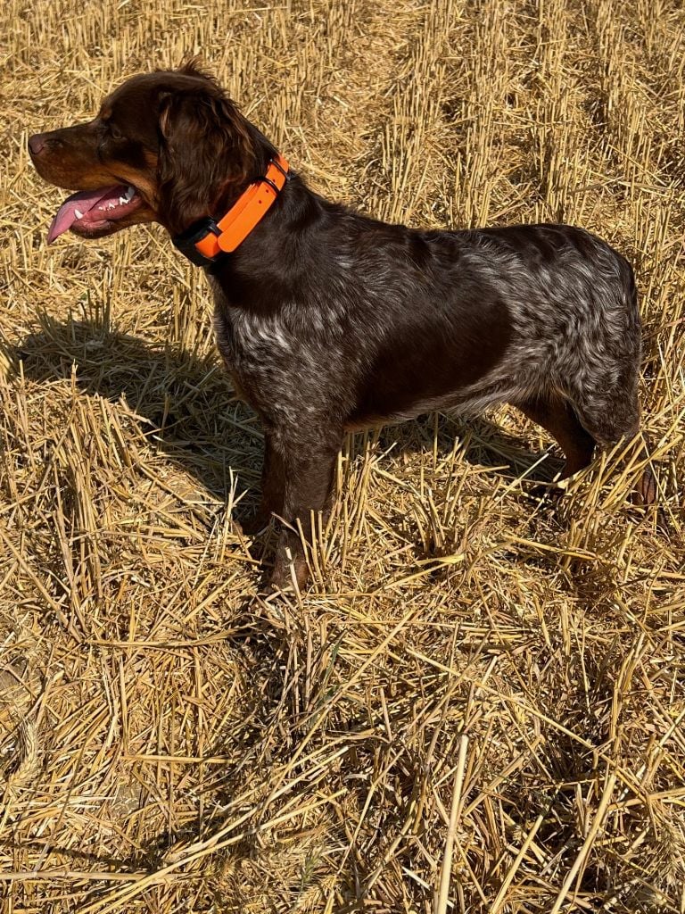 Aika Des Joyaux Miniers