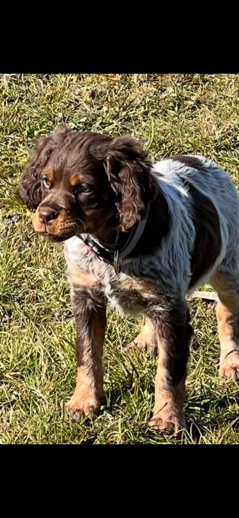 Aika Des Joyaux Miniers