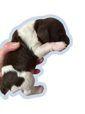 Les chiots de Epagneul Breton